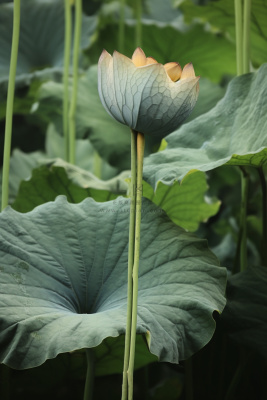 绿色简约节气清新意境背景