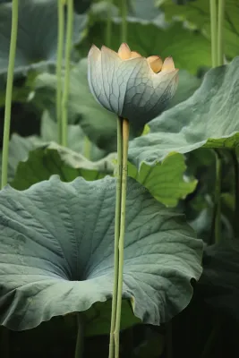 绿色简约节气清新意境背景