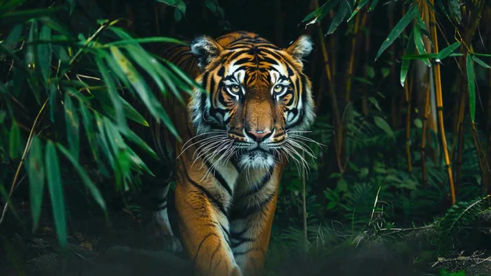 老虎森林丛林里出没老虎动物摄影图