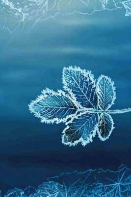 冬天树叶上结着白霜霜降摄影图