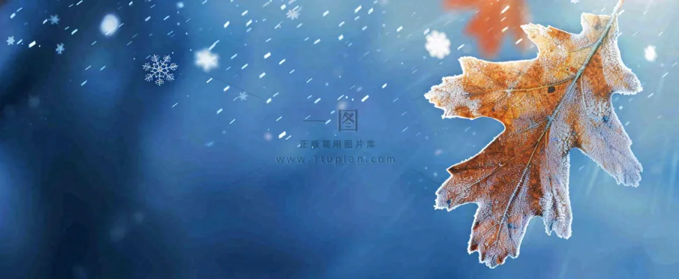 冬季大雪植物叶子上的雪花霜降小寒小雪大雪摄影图