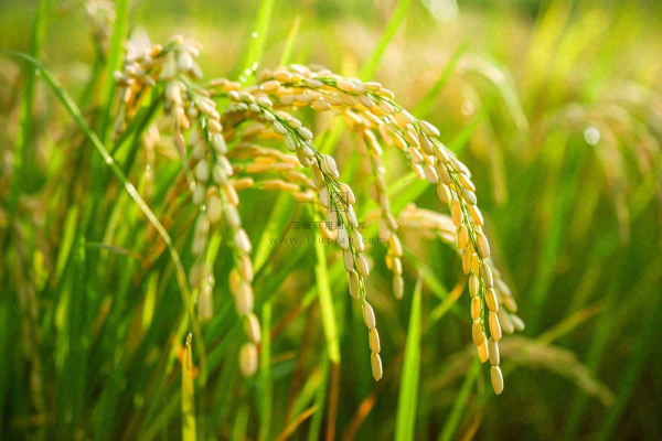 水稻农田种植粮食稻穗摄影图
