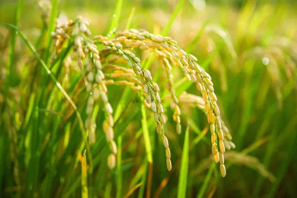 水稻农田种植粮食稻穗摄影图