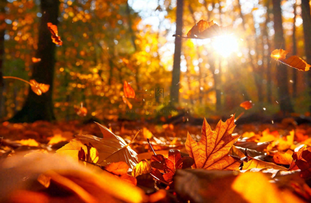 秋天森林的落叶金黄阳光透过树叶温暖秋分立秋处暑摄影图