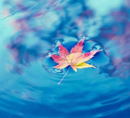 水面飘着的落叶枫叶秋天蓝色水面立秋寒露秋分摄影图