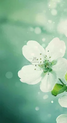 春天白色的樱花花朵和嫩芽开满枝头立春，春分摄影图