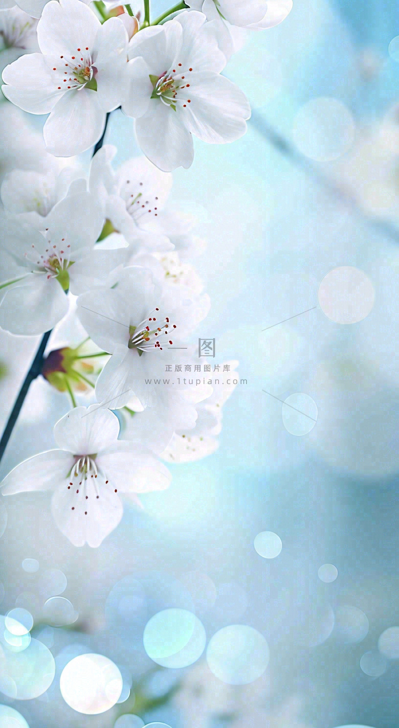 蓝色浪漫白色樱花花朵枝叶,立春惊蛰春分摄影图