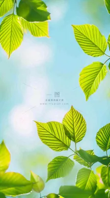 阳光明媚春天春意盎然嫩草，发芽，春分，立春摄影图