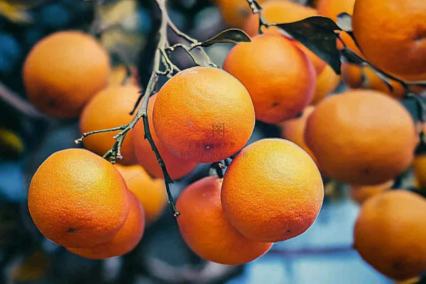 树枝上的橘子橙子高挂丰收成熟摄影图