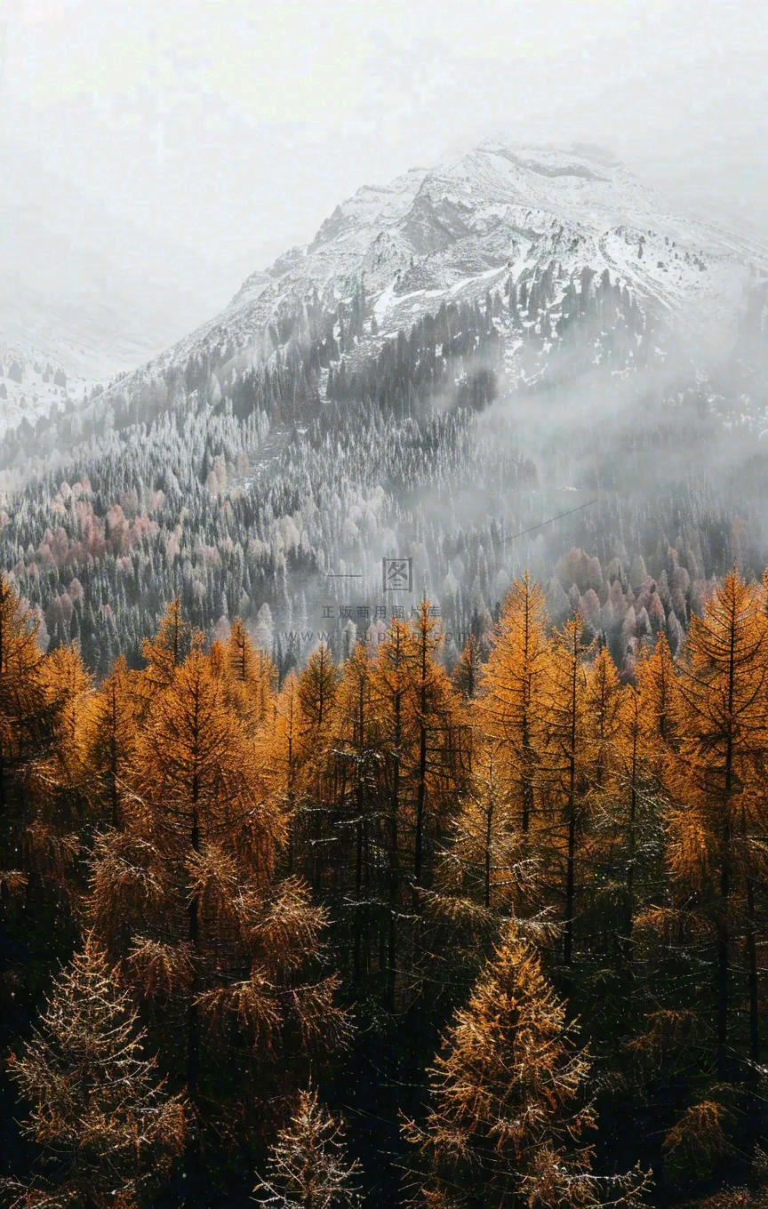 秋天森林山脉清晨起雾大自然风光寒露摄影图