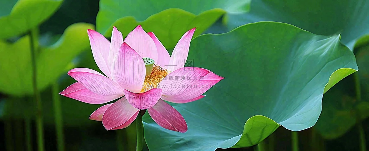 夏天荷花荷花池荷叶，处暑小暑大暑夏至立夏摄影图
