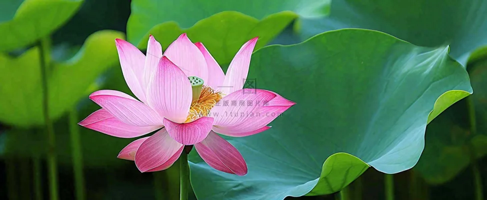 夏天荷花荷花池荷叶,处暑小暑大暑夏至立夏摄影图 夏天荷花荷花池荷叶,处暑小暑大暑夏至立夏摄影图
