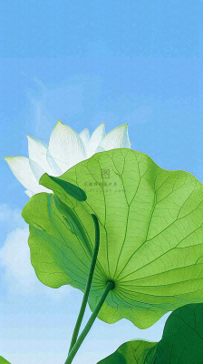 夏日荷叶绿色样式天空蓝天阳光清新白云，夏至小暑大暑处暑摄影图