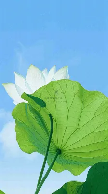 夏日荷叶绿色样式天空蓝天阳光清新白云，夏至小暑大暑处暑摄影图