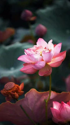 夏日清新荷塘荷花绿色大气摄影,立夏夏至处暑摄影图 夏日清新荷塘荷花绿色大气摄影,立夏夏至处暑摄影图