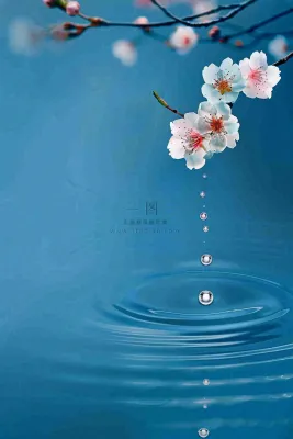 春天梅雨时节雨滴飘落在梅花滴落在水面上泛起涟漪雨水谷雨寒露摄影图 春天梅雨时节雨滴飘落在梅花滴落在水面上泛起涟漪雨水谷雨寒露摄影图