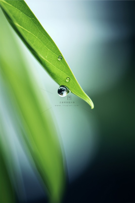 清新枝叶露珠绿色节气海报背景 清新枝叶露珠绿色节气海报背景