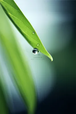 清新枝叶露珠绿色节气海报背景 清新枝叶露珠绿色节气海报背景