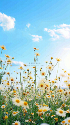 城市晴天阳光鲜花春天蓝天白云，立夏小满