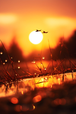 落日枝叶露珠意境晚霞背景