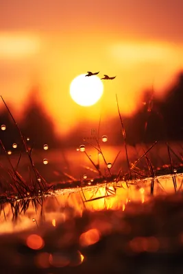 落日枝叶露珠意境晚霞背景