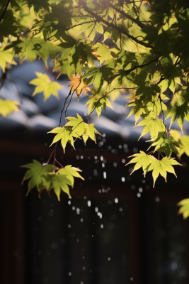 秋天枫叶树枝园林秋意浓雨滴摄影图
