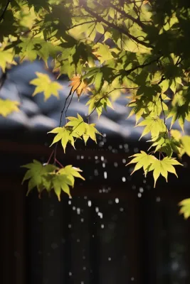 秋天枫叶树枝园林秋意浓雨滴摄影图