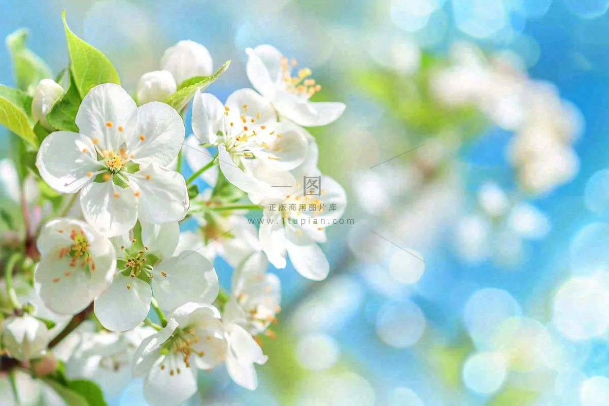 立春白花梨花花朵春意蓝天背景春分惊蛰摄影图