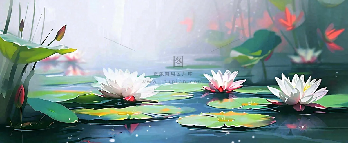 夏天荷花池荷叶池塘,夏至小暑大暑