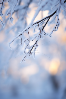 冬天树枝上挂满了雾凇雪摄影图