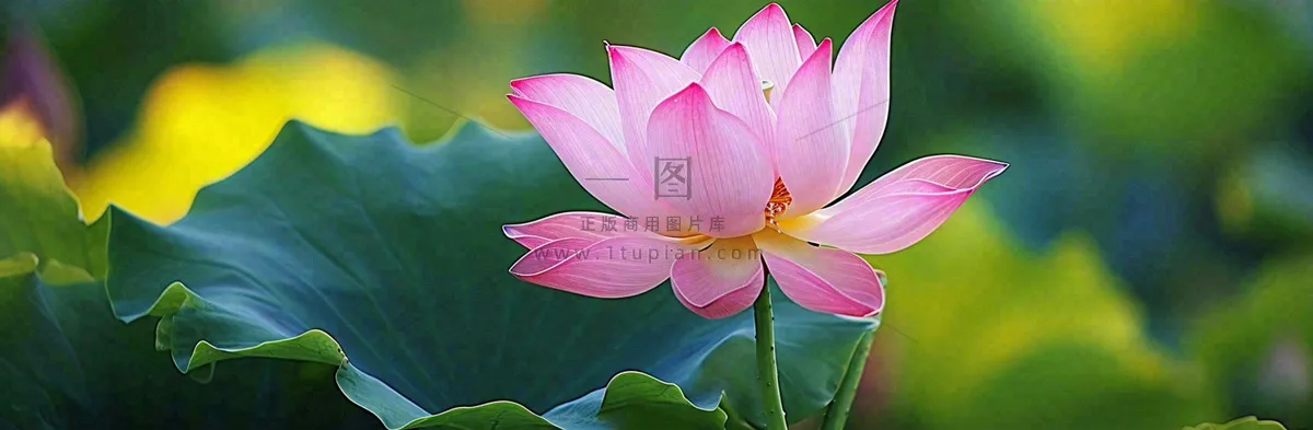 夏天荷花荷花池荷叶，处暑小暑大暑夏至立夏摄影图