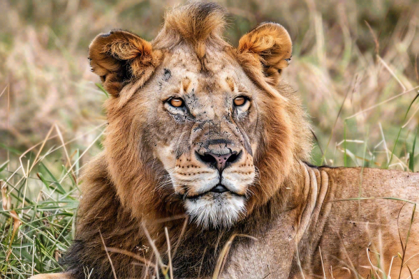 狮子动物非洲草原保护动物摄影图