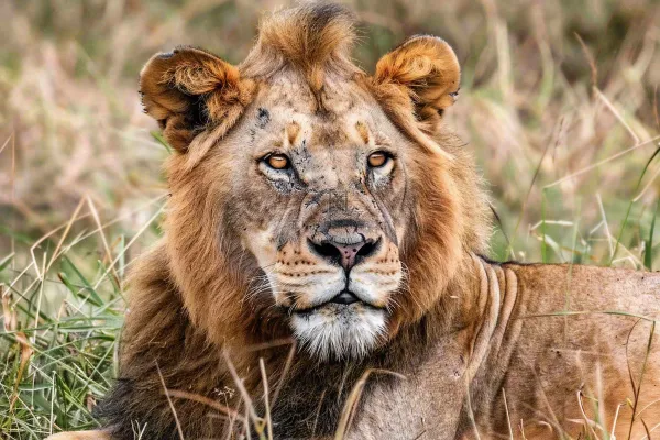 狮子动物非洲草原保护动物摄影图
