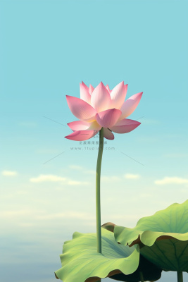 清新阳光荷花荷叶天空白云背景 清新阳光荷花荷叶天空白云背景