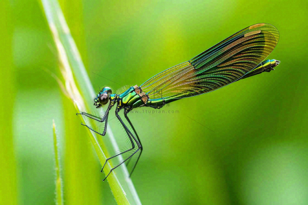 夏天植物绿叶上的蜻蜓绿意昆虫立夏夏至小暑大暑摄影图 夏天植物绿叶上的蜻蜓绿意昆虫立夏夏至小暑大暑摄影图