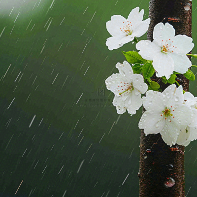 春天雨天白色花朵,雨水谷雨摄影图 春天雨天白色花朵,雨水谷雨摄影图
