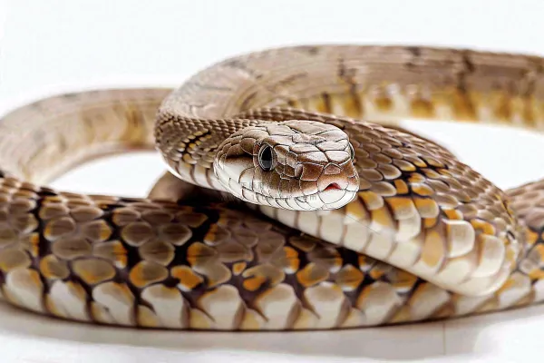 蛇在白色背景爬行动物摄影图