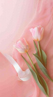 粉色郁金香花束母亲节送花摄影图 粉色郁金香花束母亲节送花摄影图