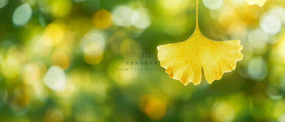 秋天美景银杏叶阳光唯美立秋摄影图