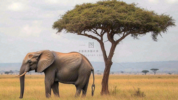 非洲大草原大象象群野生动物保护动物摄影图