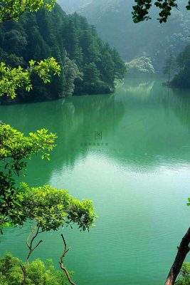 森林湖泊岸边的植物大树风景摄影图