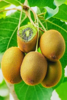 新鲜水果猕猴桃摄影图