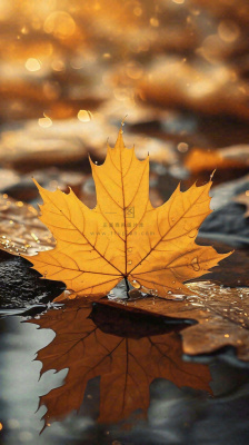 秋天黄色秋叶落叶雨天特写故事感,秋分立秋摄影图 秋天黄色秋叶落叶雨天特写故事感,秋分立秋摄影图