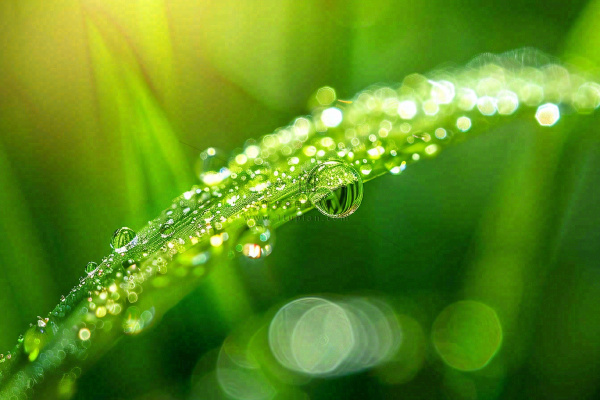 春天草丛叶片上挂满露珠雨滴立春春分雨水谷雨摄影图 春天草丛叶片上挂满露珠雨滴立春春分雨水谷雨摄影图