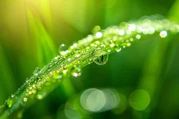春天草丛叶片上挂满露珠雨滴立春春分雨水谷雨摄影图 春天草丛叶片上挂满露珠雨滴立春春分雨水谷雨摄影图