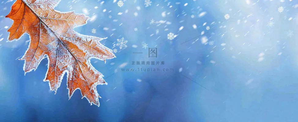 冬季大雪植物叶子上的雪花霜降小寒小雪大雪摄影图