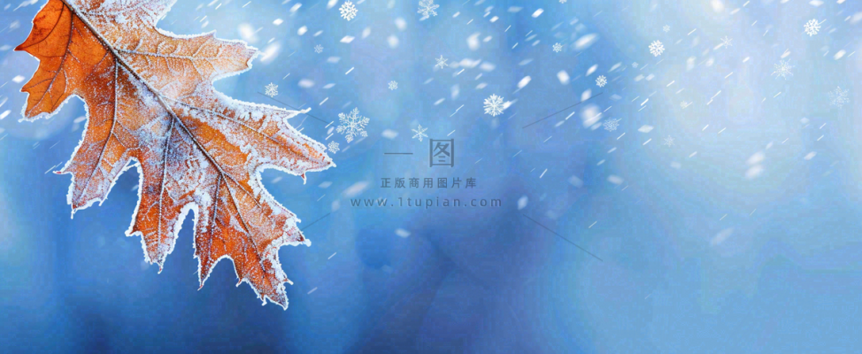 冬季大雪植物叶子上的雪花霜降小寒小雪大雪摄影图 冬季大雪植物叶子上的雪花霜降小寒小雪大雪摄影图