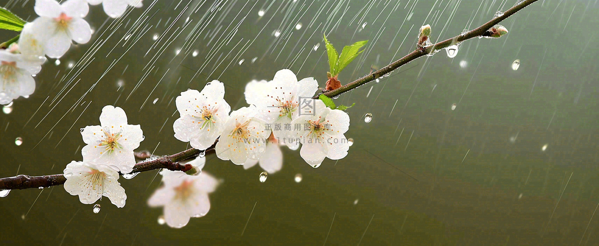 春天下雨花朵谷雨,惊蛰,雨水摄影图