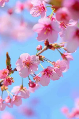 春天樱花盛开粉色浪漫唯美立春春分惊蛰摄影图 春天樱花盛开粉色浪漫唯美立春春分惊蛰摄影图