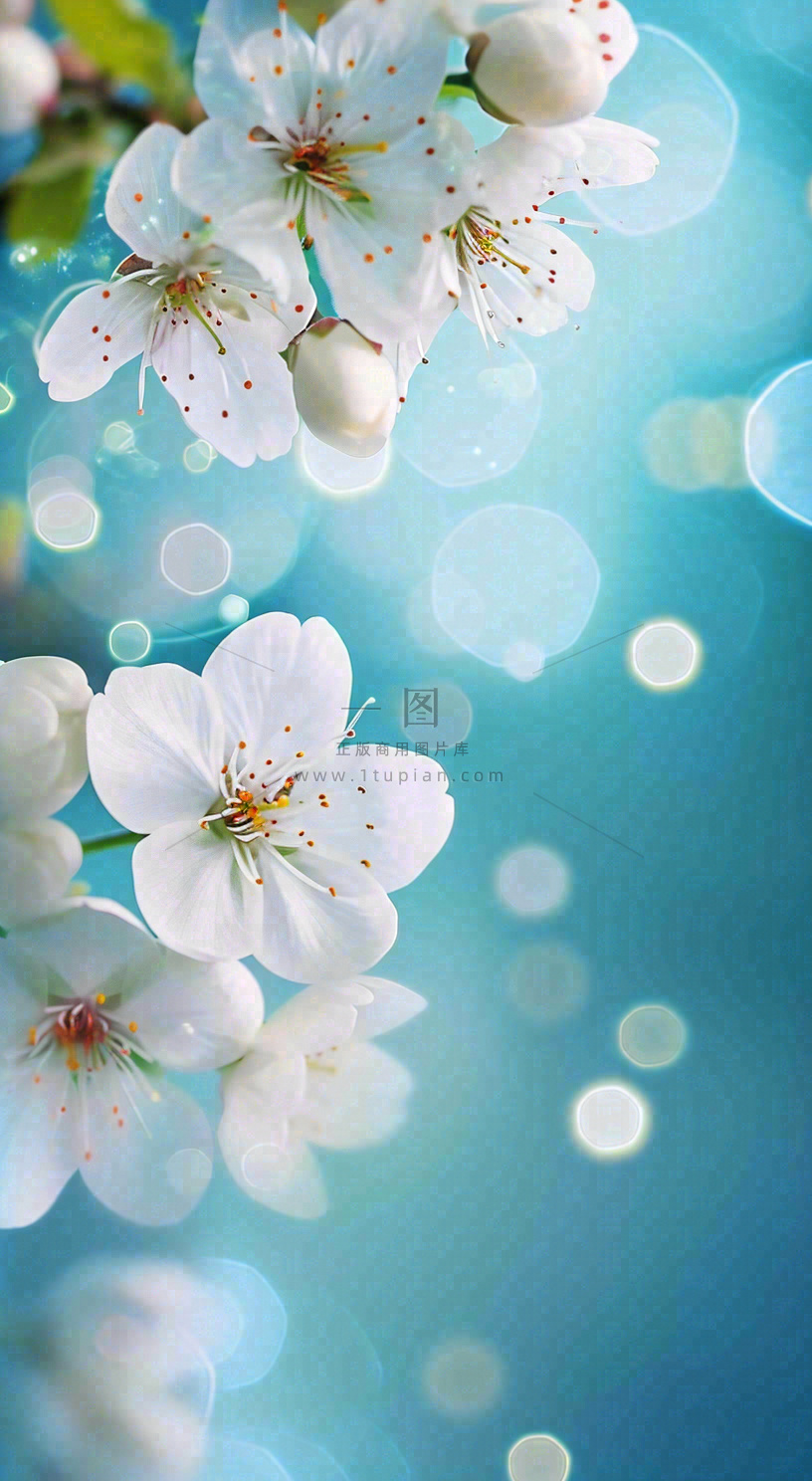 春天浪漫白色樱花花朵,立春春分摄影图